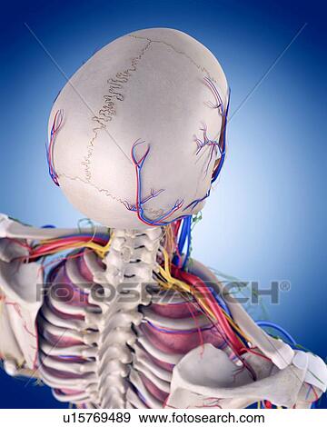 Human skull anatomy View Large Photo Image Stock Photo - Human skull anatomy. Fotosearch