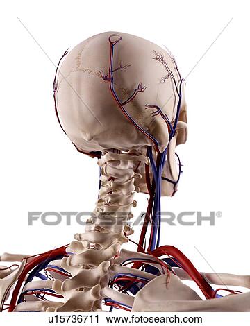 Human skull and cervical spine View Large Photo Image Stock Image - Human skull and cervical spine. Fotosearch
