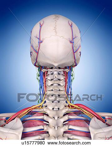Stock Image - Human skull and cervical spine. Fotosearch