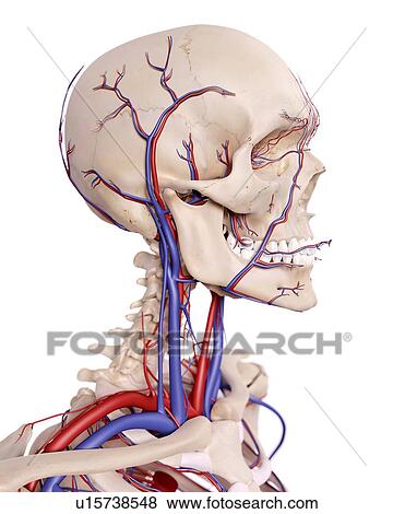 Human skull and cervical spine View Large Photo Image Stock Photo - Human skull and cervical spine. Fotosearch