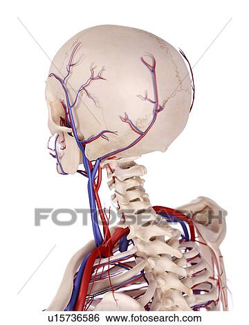 Human skull and cervical spine View Large Photo Image Stock Photograph - Human skull and cervical spine. Fotosearch