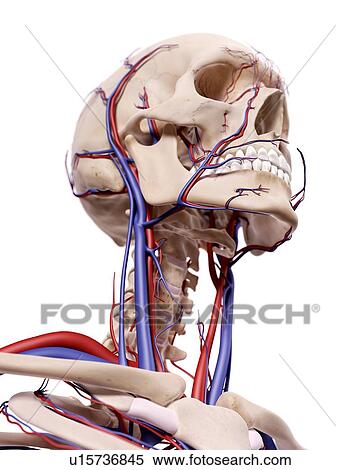 Human skull and cervical spine View Large Photo Image Stock Photography - Human skull and cervical spine. Fotosearch