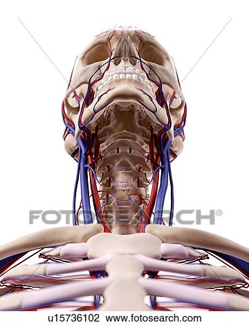 Stock Image - Human skull and neck. Fotosearch
