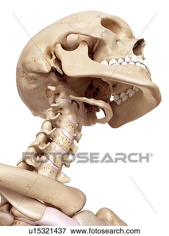 Stock Photo - Human skull and neck. Fotosearch
