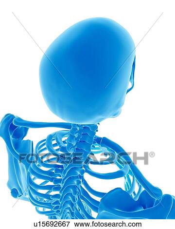Human skull View Large Photo Image Stock Photo - Human skull. Fotosearch