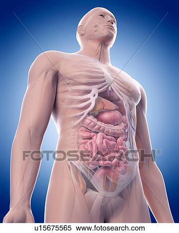 Stock Photography - Human skull. Fotosearch