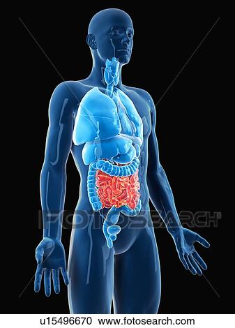 Stock Image - Human small intestine. Fotosearch
