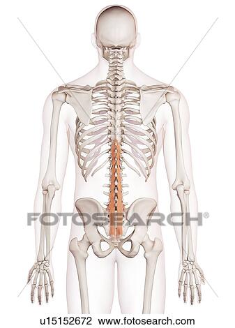 Human spinal muscles View Large Photo Image Stock Image - Human spinal muscles. Fotosearch