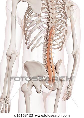 Human spinal muscles View Large Photo Image Stock Image - Human spinal muscles. Fotosearch
