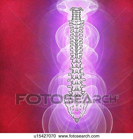 Stock Image - Human spinal vertebrae, illustration. Fotosearch