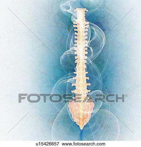 Human spinal vertebrae, illustration View Large Photo Image Stock Photo - Human spinal vertebrae, illustration. Fotosearch