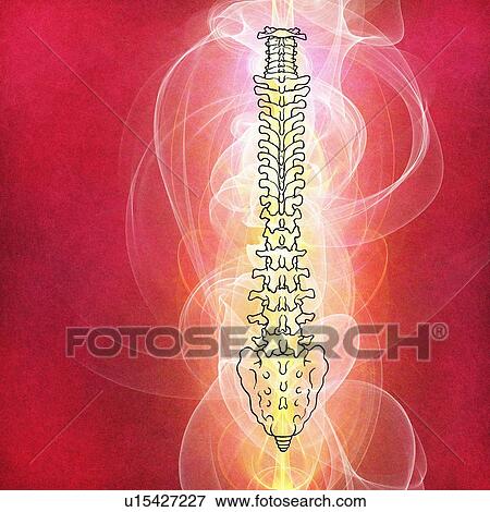 Human spinal vertebrae, illustration View Large Photo Image Stock Photo - Human spinal vertebrae, illustration. Fotosearch