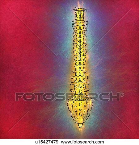 Stock Photo - Human spinal vertebrae, illustration. Fotosearch