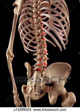 Picture - Human spine anatomy. Fotosearch