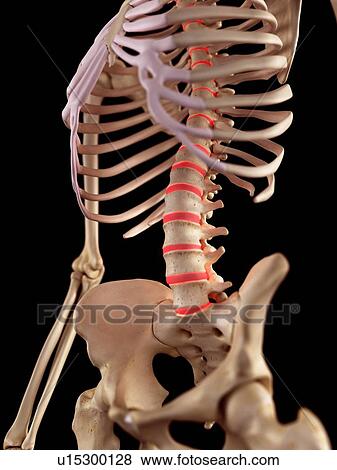 Stock Photo - Human spine anatomy. Fotosearch