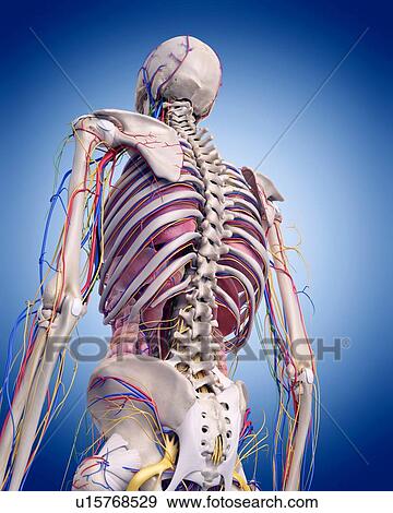 Human spine anatomy View Large Photo Image Stock Photo - Human spine anatomy. Fotosearch