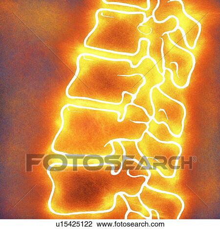 Stock Image - Human spine, illustration. Fotosearch