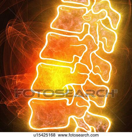 Stock Photo - Human spine, illustration. Fotosearch