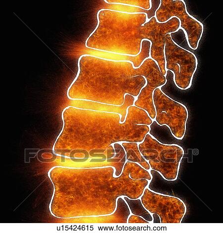 Stock Photography - Human spine, illustration. Fotosearch