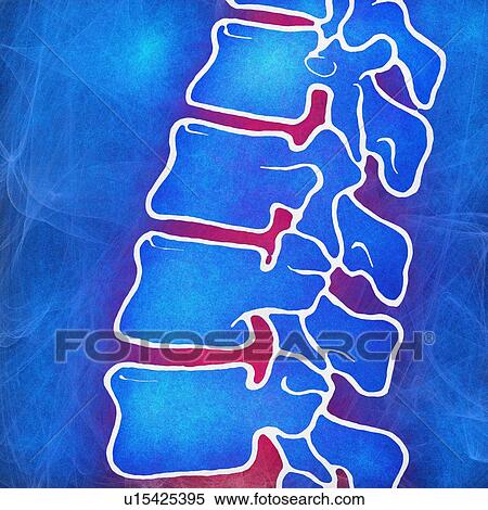 Stock Photography - Human spine, illustration. Fotosearch