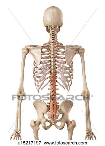 Stock Photo - Human spine muscles. Fotosearch
