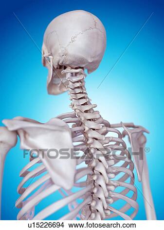 Human spine View Large Photo Image Picture - Human spine. Fotosearch