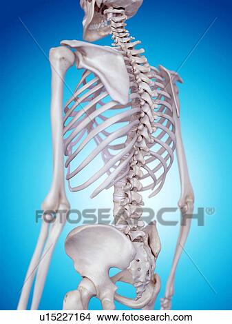 Picture - Human spine. Fotosearch