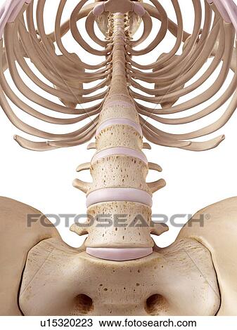 Stock Image - Human spine. Fotosearch