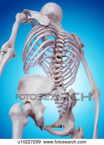 Stock Photo - Human spine. Fotosearch