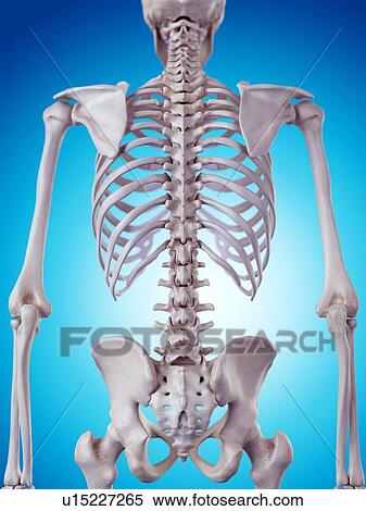 Stock Photography - Human spine. Fotosearch