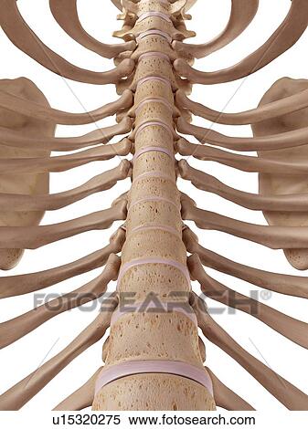 Stock Photography - Human spine. Fotosearch
