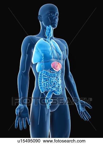 Stock Image - Human spleen. Fotosearch