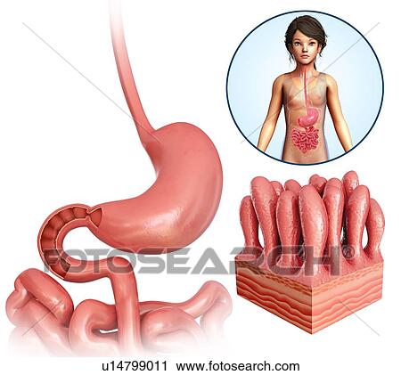 Human stomach, illustration View Large Photo Image Stock Image - Human stomach, illustration. Fotosearch
