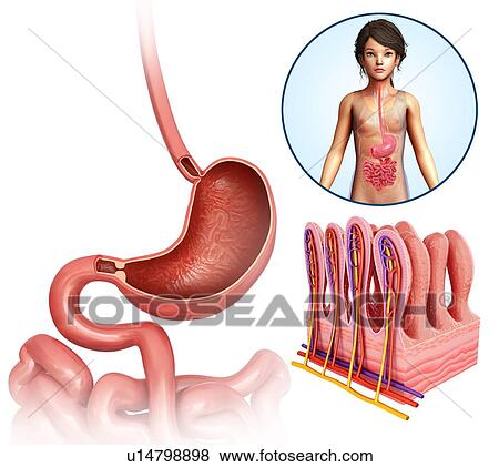 Human stomach, illustration View Large Photo Image Stock Photo - Human stomach, illustration. Fotosearch