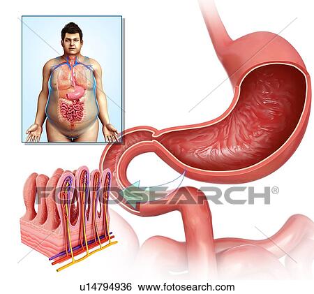 Human stomach, illustration View Large Photo Image Stock Photograph - Human stomach, illustration. Fotosearch