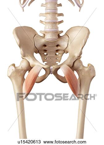 Human thigh muscles View Large Photo Image Stock Image - Human thigh muscles. Fotosearch