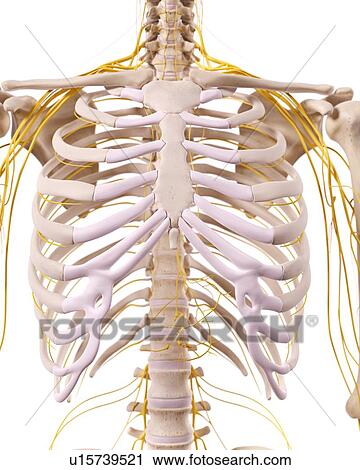 Human thoracic anatomy View Large Photo Image Stock Image - Human thoracic anatomy. Fotosearch