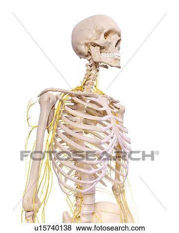 Stock Photo - Human thoracic anatomy. Fotosearch