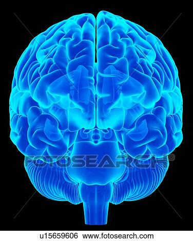 Stock Photograph - Human thoracic anatomy. Fotosearch