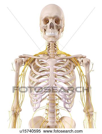 Stock Photography - Human thoracic anatomy. Fotosearch