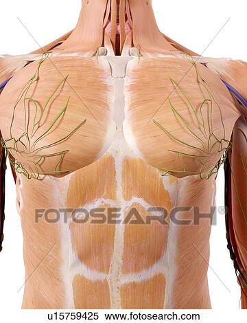 Human thoracic anatomy View Large Photo Image Stock Photography - Human thoracic anatomy. Fotosearch