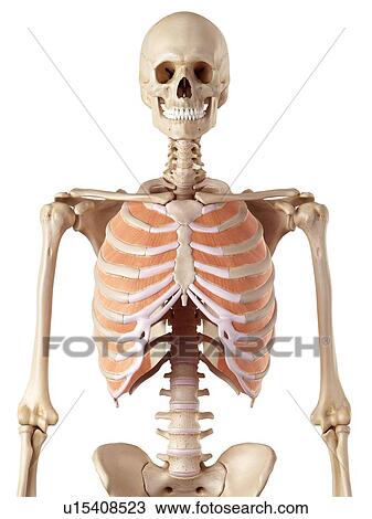 Stock Image - Human thoracic muscles. Fotosearch