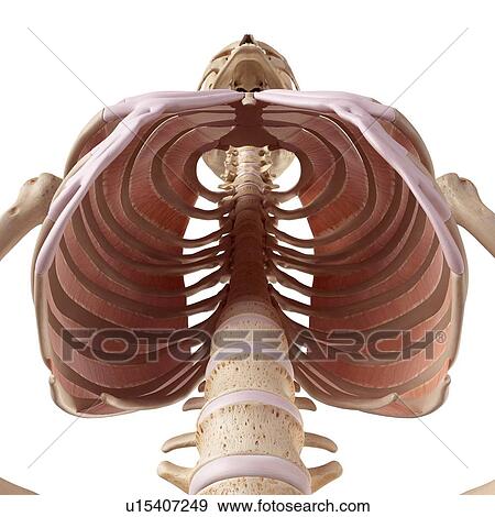 Stock Photo - Human thoracic muscles. Fotosearch