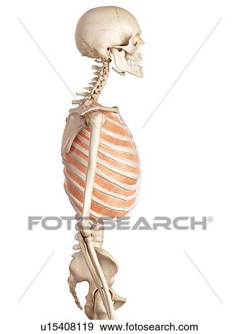 Stock Photo - Human thoracic muscles. Fotosearch