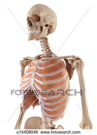 Stock Photograph - Human thoracic muscles. Fotosearch