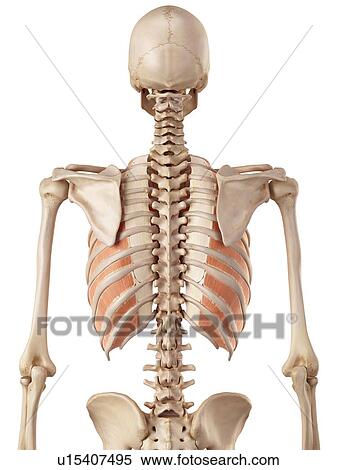 Stock Photography - Human thoracic muscles. Fotosearch