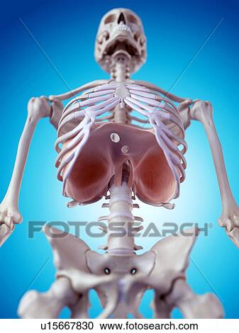 Stock Image - Human thorax anatomy. Fotosearch