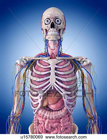 Stock Photo - Human thorax anatomy. Fotosearch