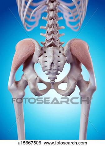 Human thorax anatomy View Large Photo Image Stock Photograph - Human thorax anatomy. Fotosearch