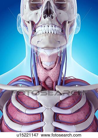 Stock Photo - Human thyroid gland. Fotosearch